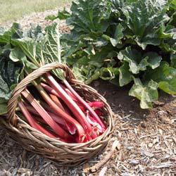 Rhubarb